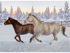 Call of the Wild - Mustangs